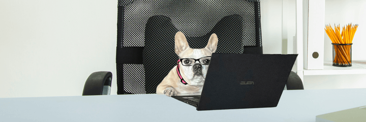 White & cream French Bulldog wearing black frame glasses sitting in a black office chair at a white desk in front of a black laptop looking at the camera - Wag Trendz