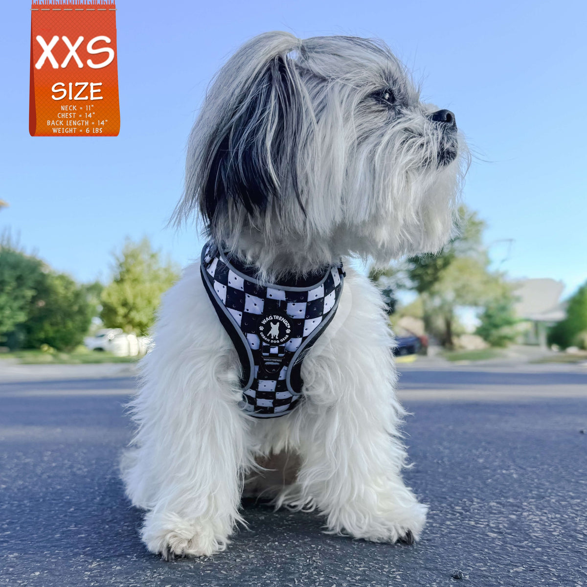 Cooling dog harness with black and white checkered design on a small white dog wearing XXS