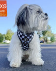 Cooling dog harness with black and white checkered design on a small white dog wearing XXS
