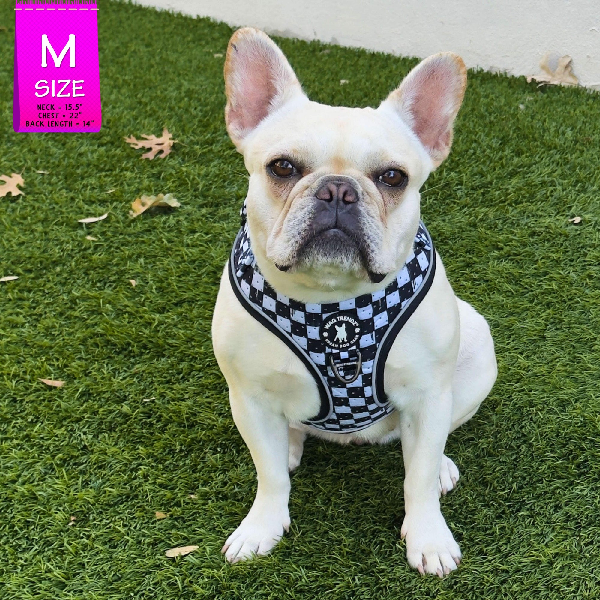Cooling dog harness worn by a cream French Bulldog with black and white checkered design outdoors in grass