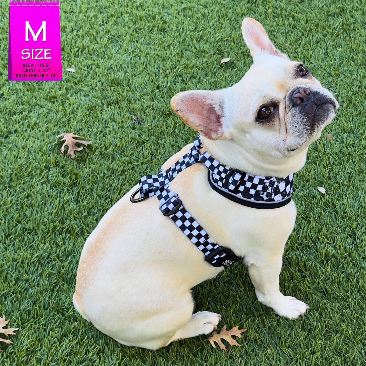 Cooling dog harness in size Medium worn by a cream French Bulldog with a black &amp; white checkered design sitting outdoors in the grass 