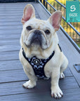 Cooling Dog Harness With Handle | NeoCool™ Grid & Grit