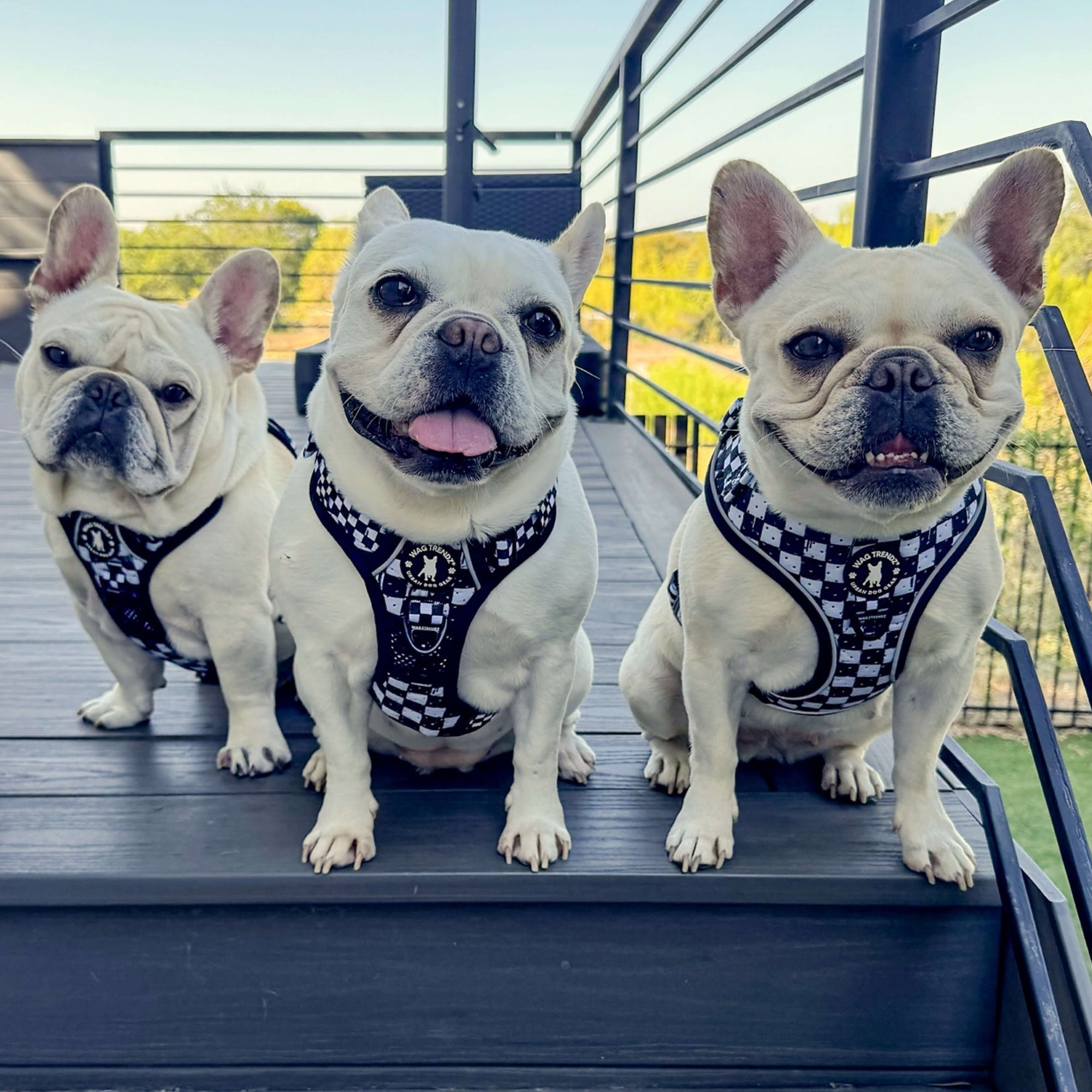Cooling Dog Harness With Handle | NeoCool™ Grid &amp; Grit