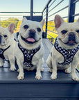 Cooling Dog Harness With Handle | NeoCool™ Grid & Grit
