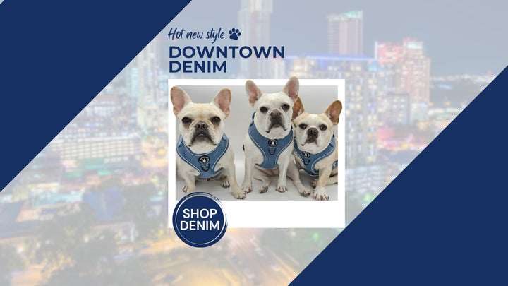 Denim Dog Harnesses - French Bulldogs wearing Downtown Denim Dog Harnesses with a blurry city and white background and blue accents - Wag Trendz®