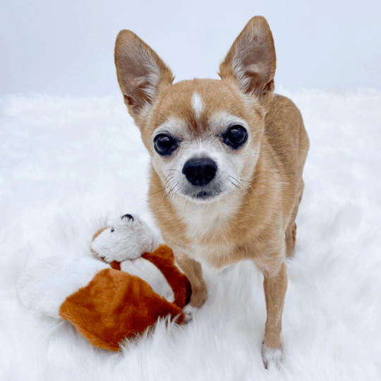Cute brown chihuahua dog named Lexie with white accents and black nose with favorite squirrel stuffy beside her on a fluffy white rug and white background - Wag Trendz