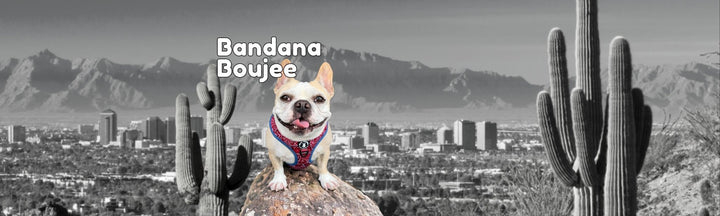 Dog Harness - Adjustable - French Bulldog wearing Red Bandana Boujee Dog Harness - sitting on a rock with black & white view of Arizona skyline in the background - Wag Trendz®