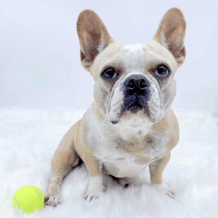 Cream and White French Bulldog named Moxie sits on fluffy white rug with her favorite tennis ball by her side - Wag Trendz