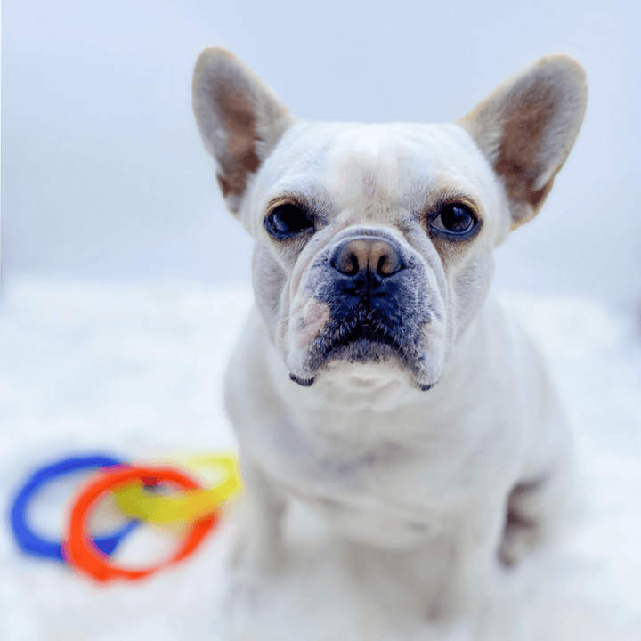 Dog white French Bulldog sitting on fluffy white rug with favorite ring toy - Wag Trendz