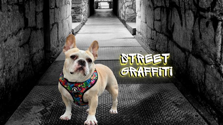 Dog Harness Vest - French Bulldog wearing dog harness in Street Graffiti with black and white street background - Wag Trendz