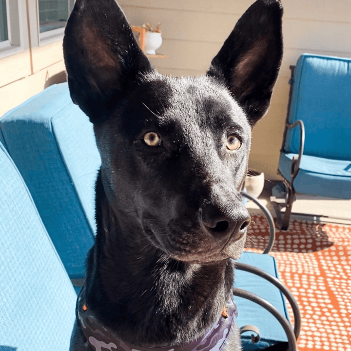 Cute black German Shepherd mix sitting in patio chairs outside wearing black and gray camo adjustable dog harness with orange accents - Wag Trendz
