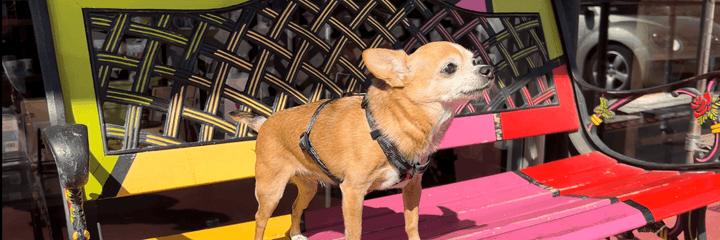 Cute brown Chihuahua standing on a pink, yellow and red bench outside in the sun - Wag Trendz