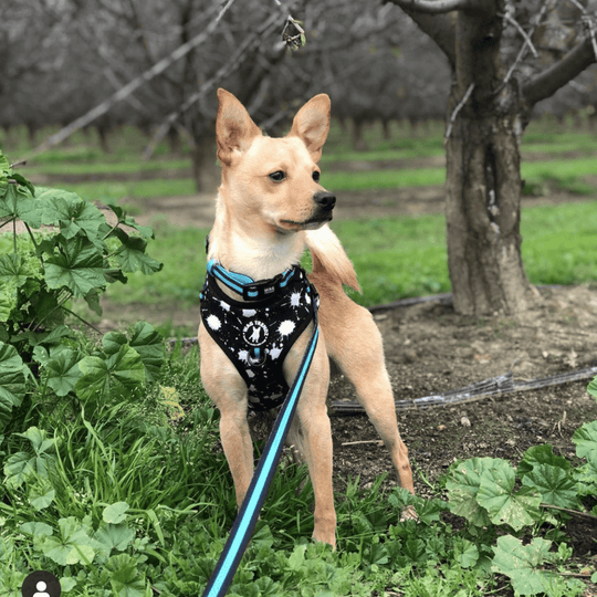 Cute blonde Chihuahua wearing black and white splatter adjustable dog harness with matching teal dog collar and leash  standing outside in a field with a tree in the background - Wag Trendz