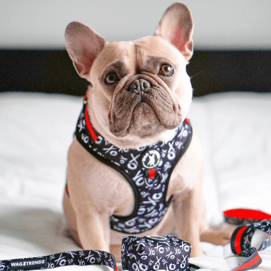 Cute light-colored French Bulldog wearing black and white XO adjustable dog harness with red accents and matching leash and poo bag holder - Wag Trendz