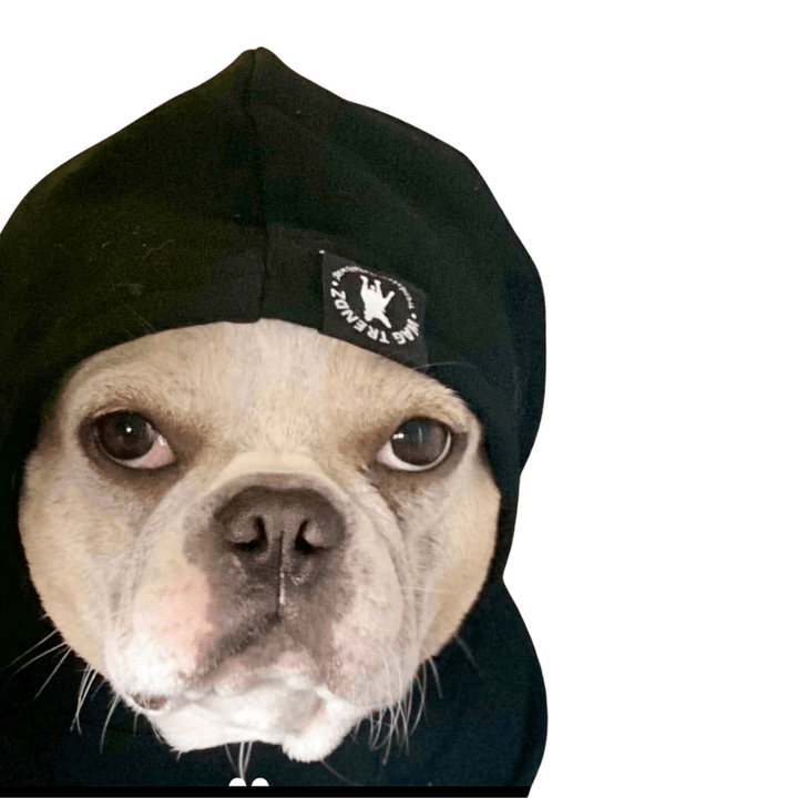 Cute cream and white French Bulldog wearing black Wag Trendz dog hoodie with hood pulled up and white background - Wag Trendz