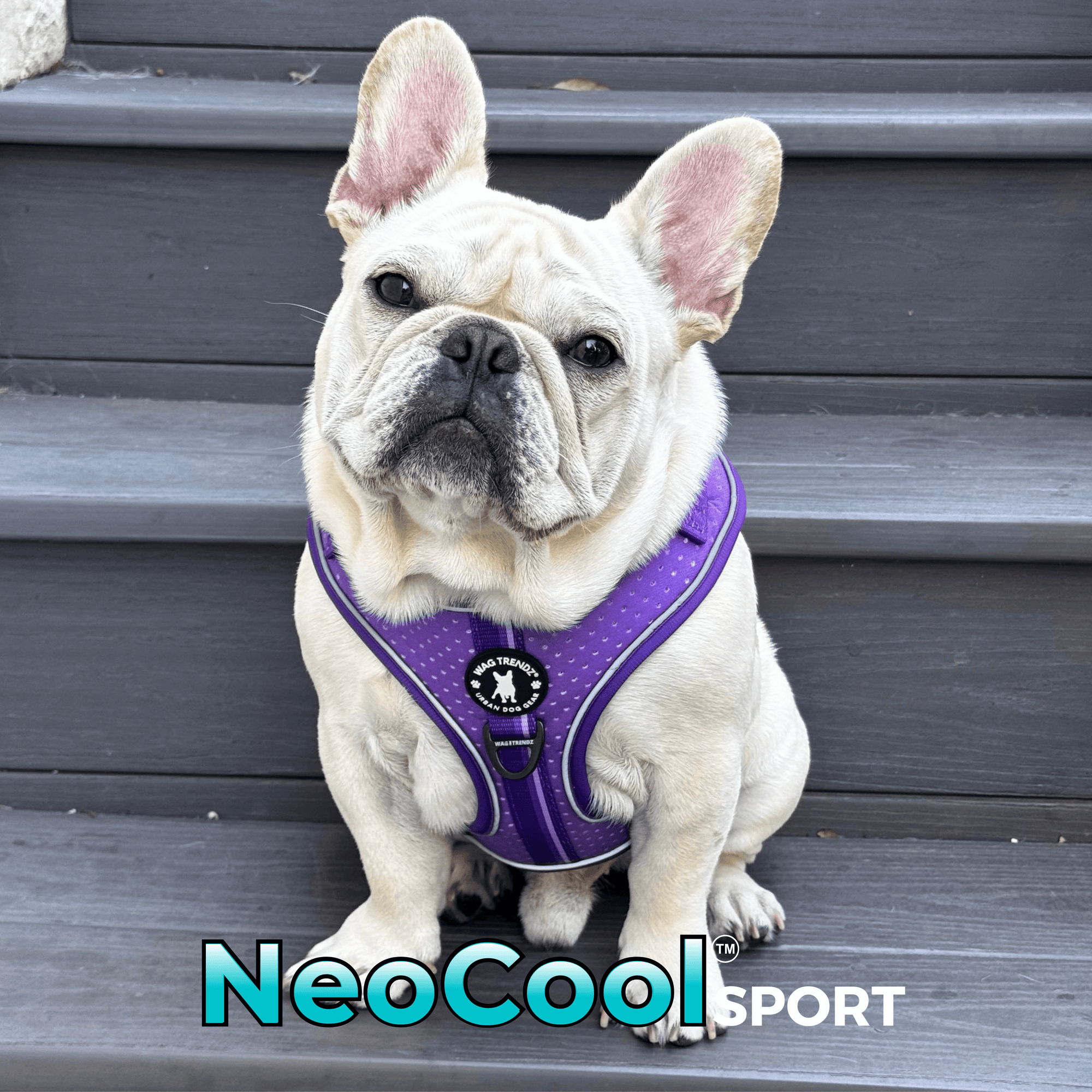 Wag Trendz® | Cool Dog Harnesses, Collars, Leashes & Hoodies Wag Trendz® | Cool Dog Harnesses, Collars, Leashes & Hoodies
