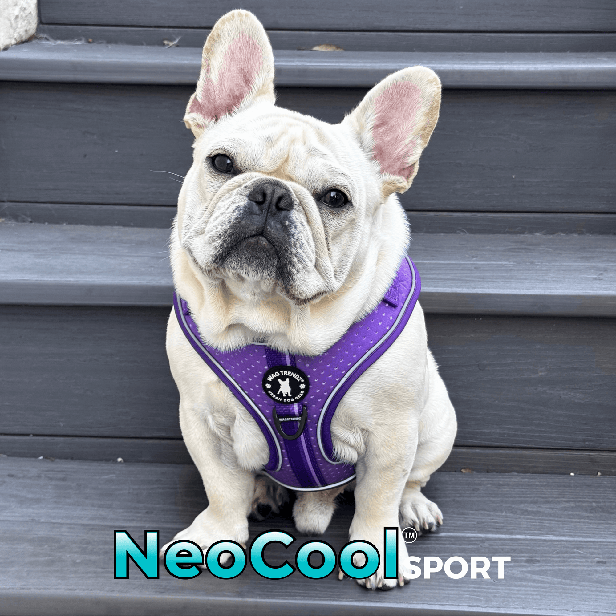 No Pull Dog Harness in Purple worn by a cream Frenchie Bulldog with 'NeoCool Sport' branding on a gray wooden step.