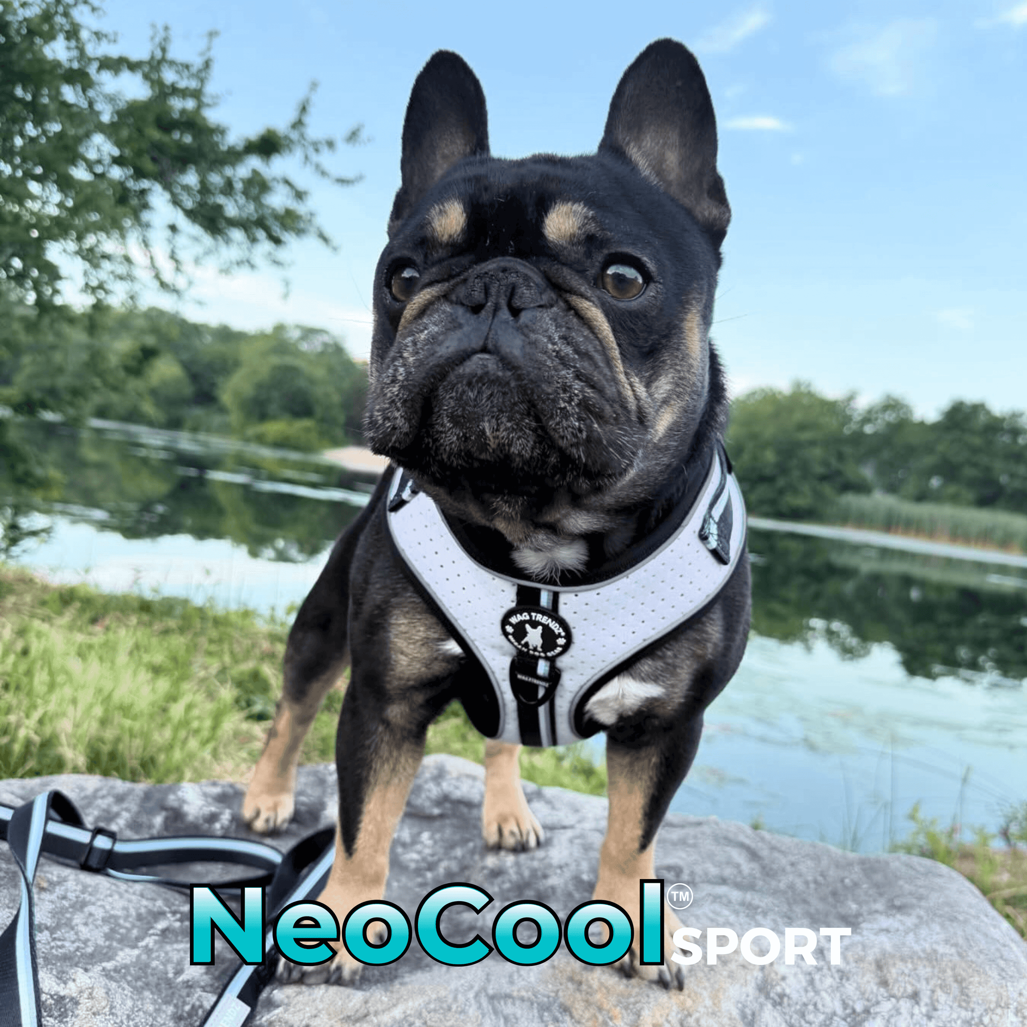 No Pull Dog Harness In NeoCool Sport White worn by Frenchie Bulldog standing outdoors with water in background 