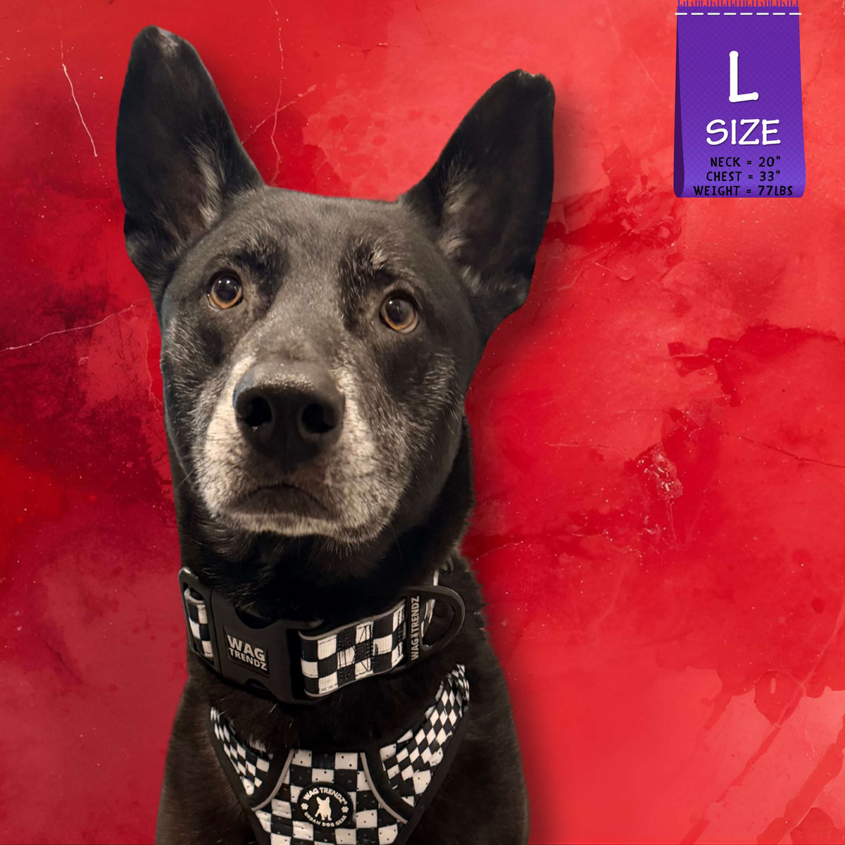 Reflective dog collar and matching checkered harness on a black dog against a solid red textured background