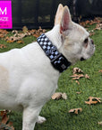 Reflective dog collar in black and white checkered on a white French Bulldog standing outdoors