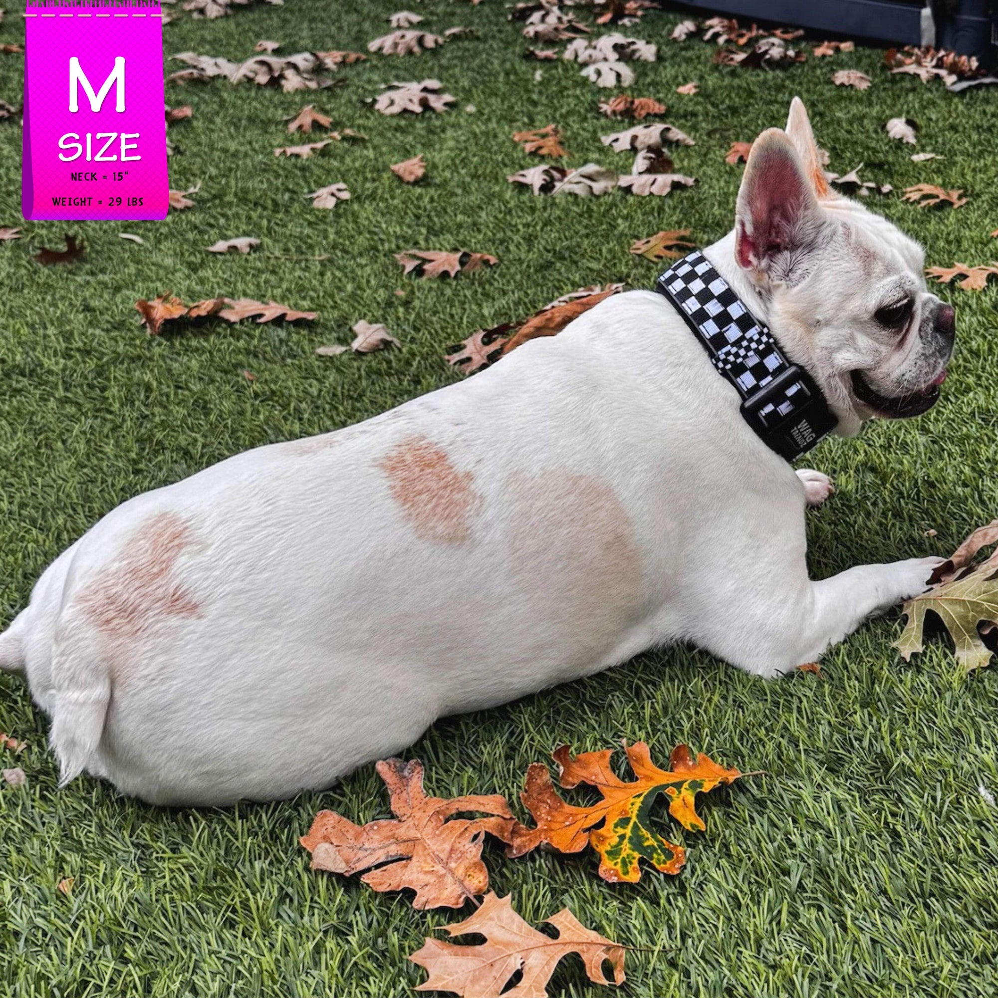 Reflective dog collar on a white French Bulldog outdoors