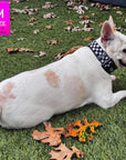 Reflective dog collar on a white French Bulldog outdoors