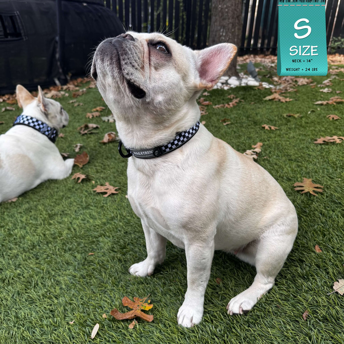 Reflective dog collar in black and white checkered on a cream French Bulldog sitting outdoors in the grass