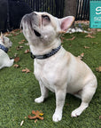 Reflective dog collar in black and white checkered on a cream French Bulldog sitting outdoors in the grass