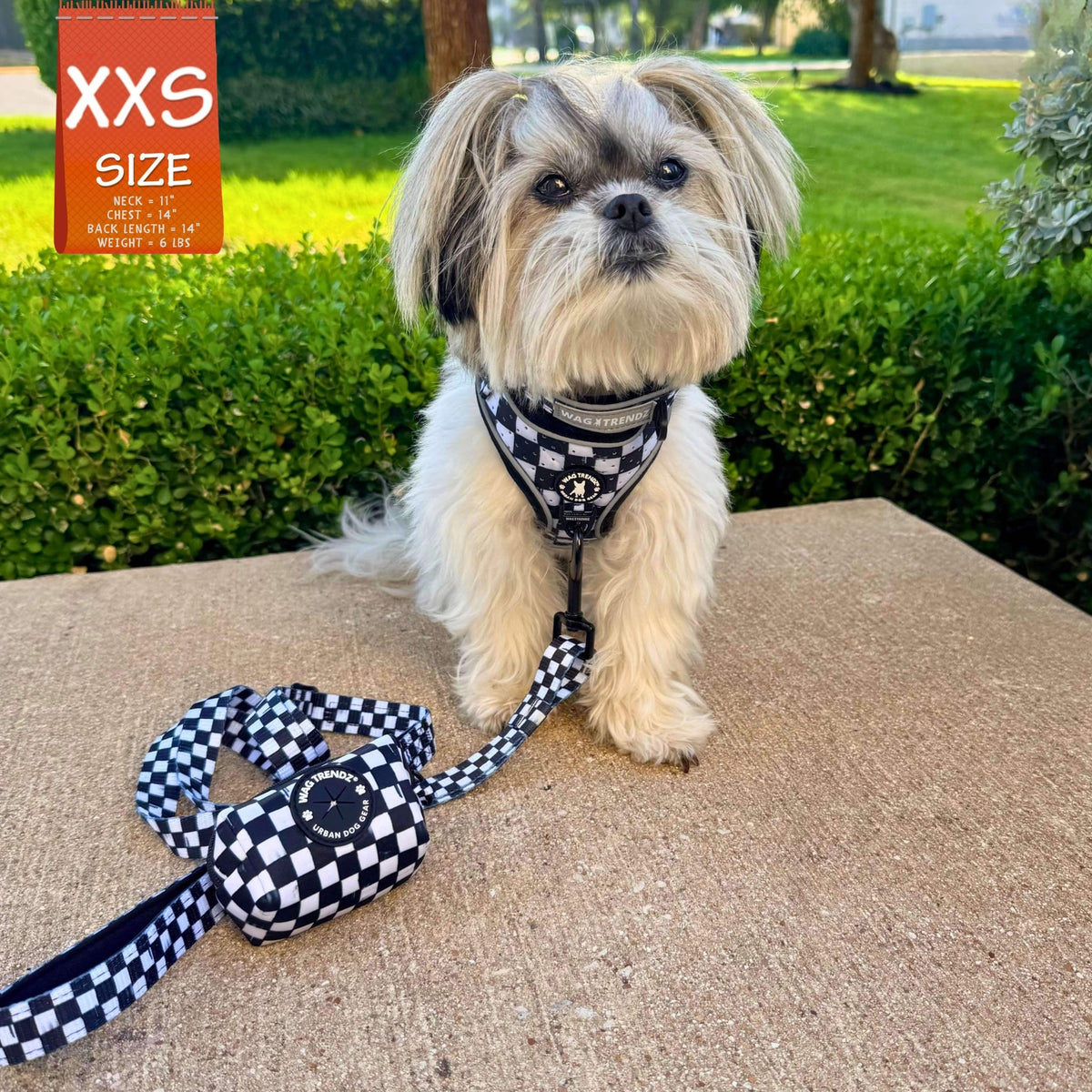 Adjustable dog leash with matching harness on a Shih Tzu mix and poop bag holder sitting outdoors