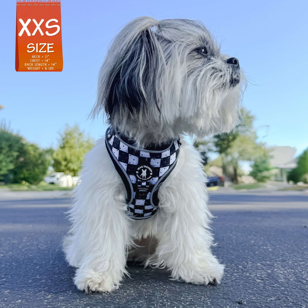 Cooling dog harness with black and white checkered design on a small white dog wearing XXS