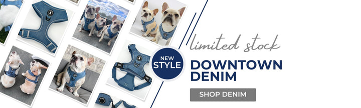 Denim Dog Harnesses - French Bulldogs wearing Downtown Denim Dog Harnesses in various photo slide pattern with a white background and blue accents - Wag Trendz® 