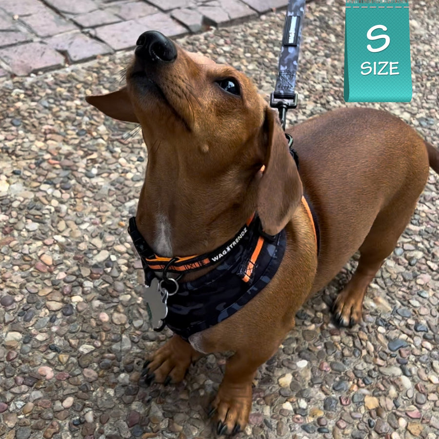 Dachshund wearing black and grey camo with bold orange accents harness, collar and leash sitting on a sidewalk