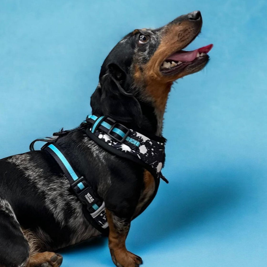 Dapple Dachshund wearing black harness with white paint splatter and teal accesnts against a blue background- WagTrendz