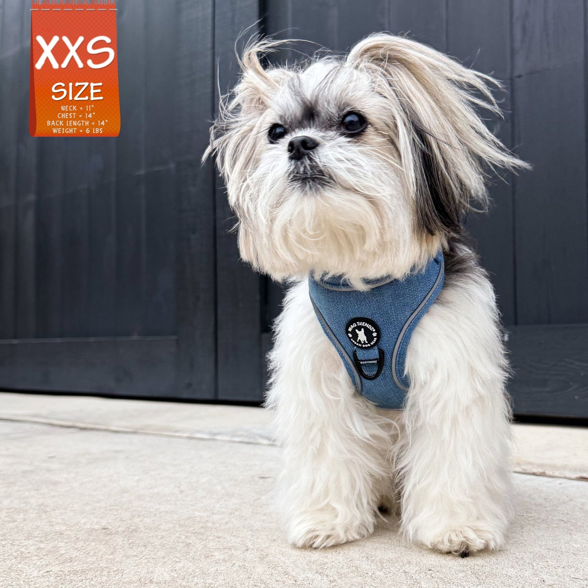 Dog Harness and Leash -Denim Reflective and No Pull - extra small dog wearing Downtown Denim Dog Harness with reflective accents - standing on sidewalk with black wall in the background - Wag Trendz