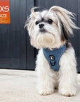 Dog Harness and Leash -Denim Reflective and No Pull - extra small dog wearing Downtown Denim Dog Harness with reflective accents - standing on sidewalk with black wall in the background - Wag Trendz