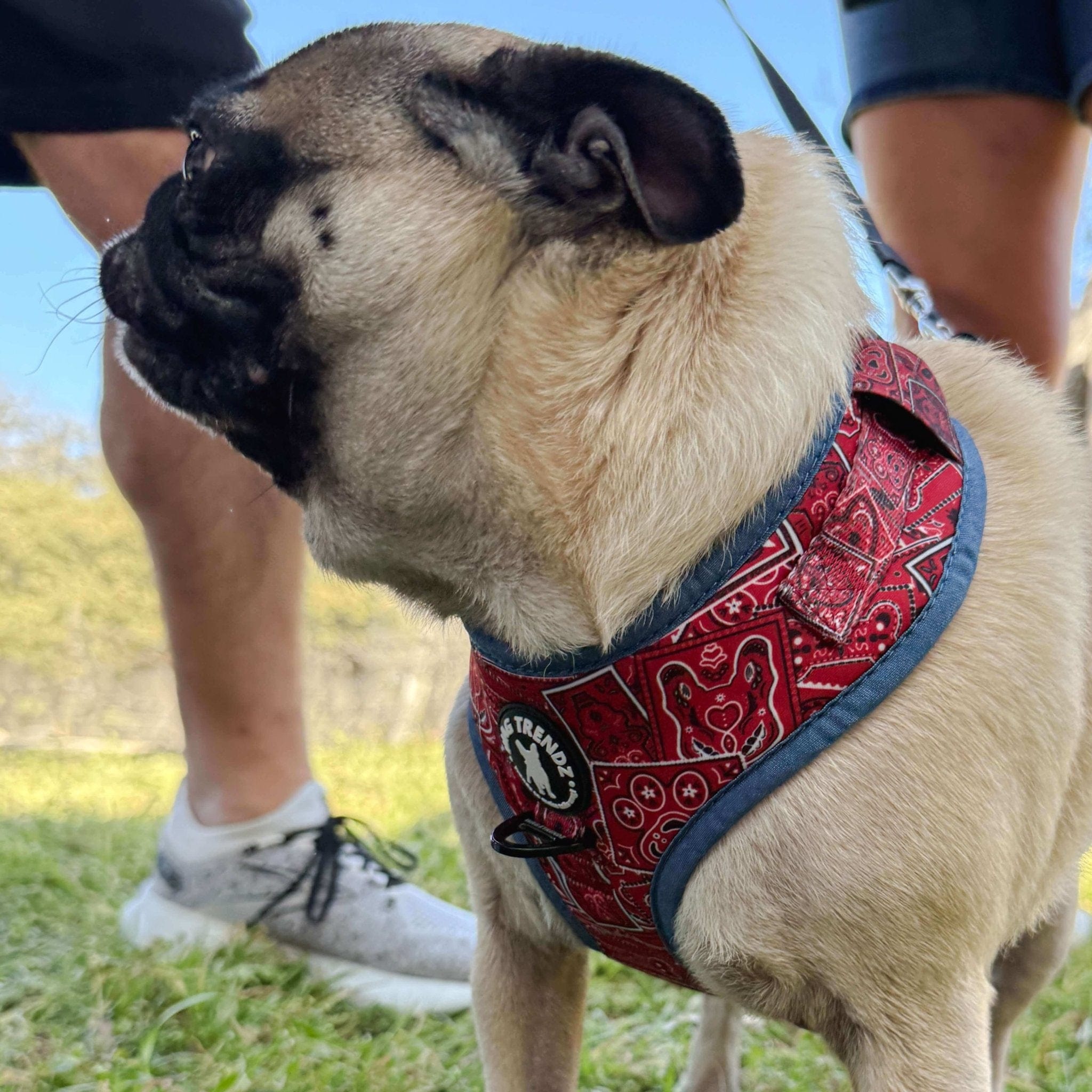 Dog Harness and Leash Set - Bandana Boujee Red | Wag Trendz®