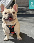 Dog Harness and Leash Set - No Pull - Handle -French Bulldog wearing multi colored Street Graffiti dog harness -  - sitting on sidewalk - Wag Trendz