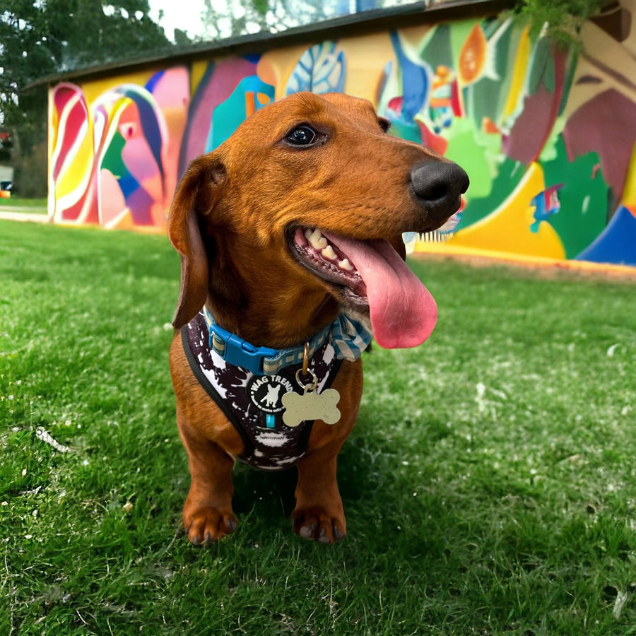 Dog Harness - Dachshund wearing black harness vest in white paint splatter with teal accents - against graffiti wall  background - Wag Trendz