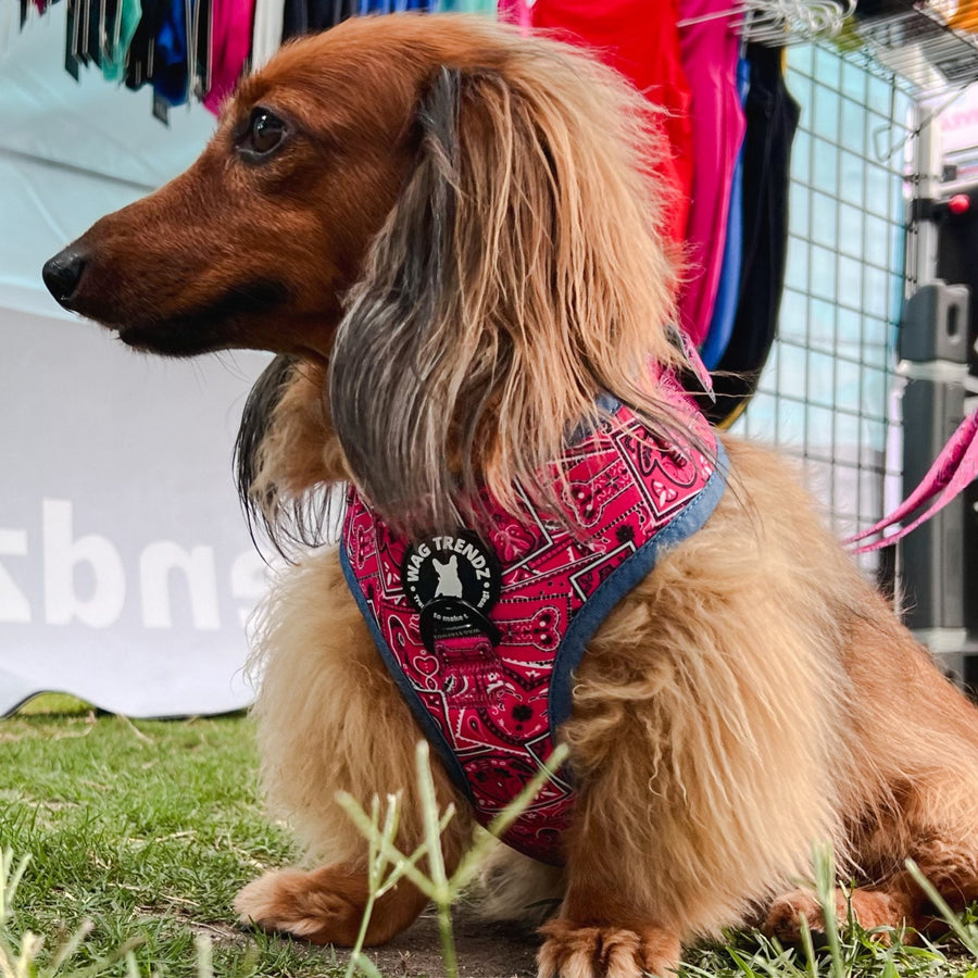 Dachshund wearing a Pink Bandana Dog Harness