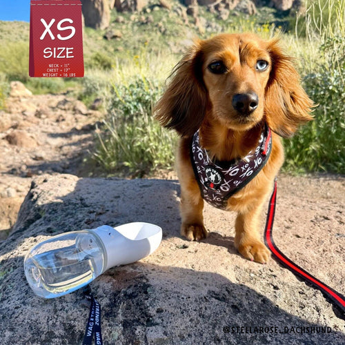 dog-portable-water-bottle-