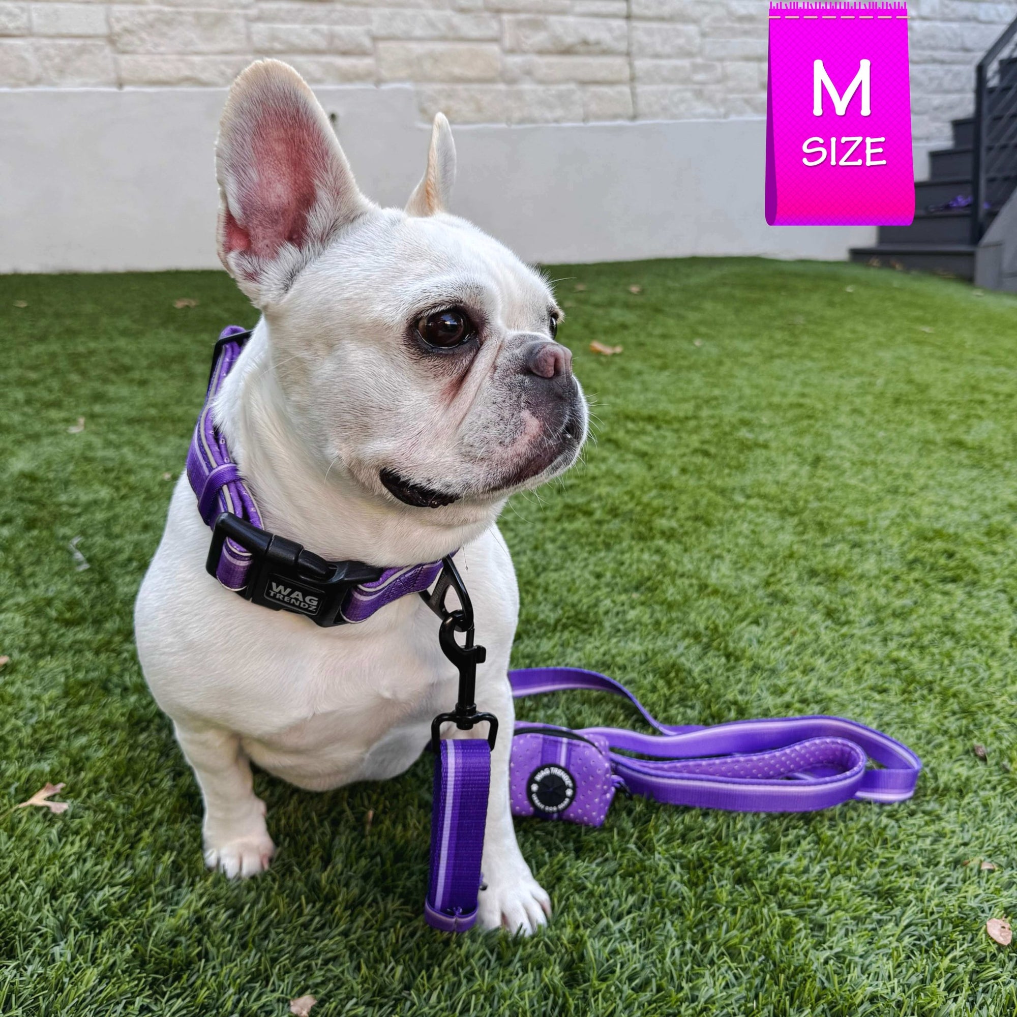 NeoCool Sport Adjustable leash in purple - French Bulldog wearing a purple harness with purple adjustable leash attached sitting on grass