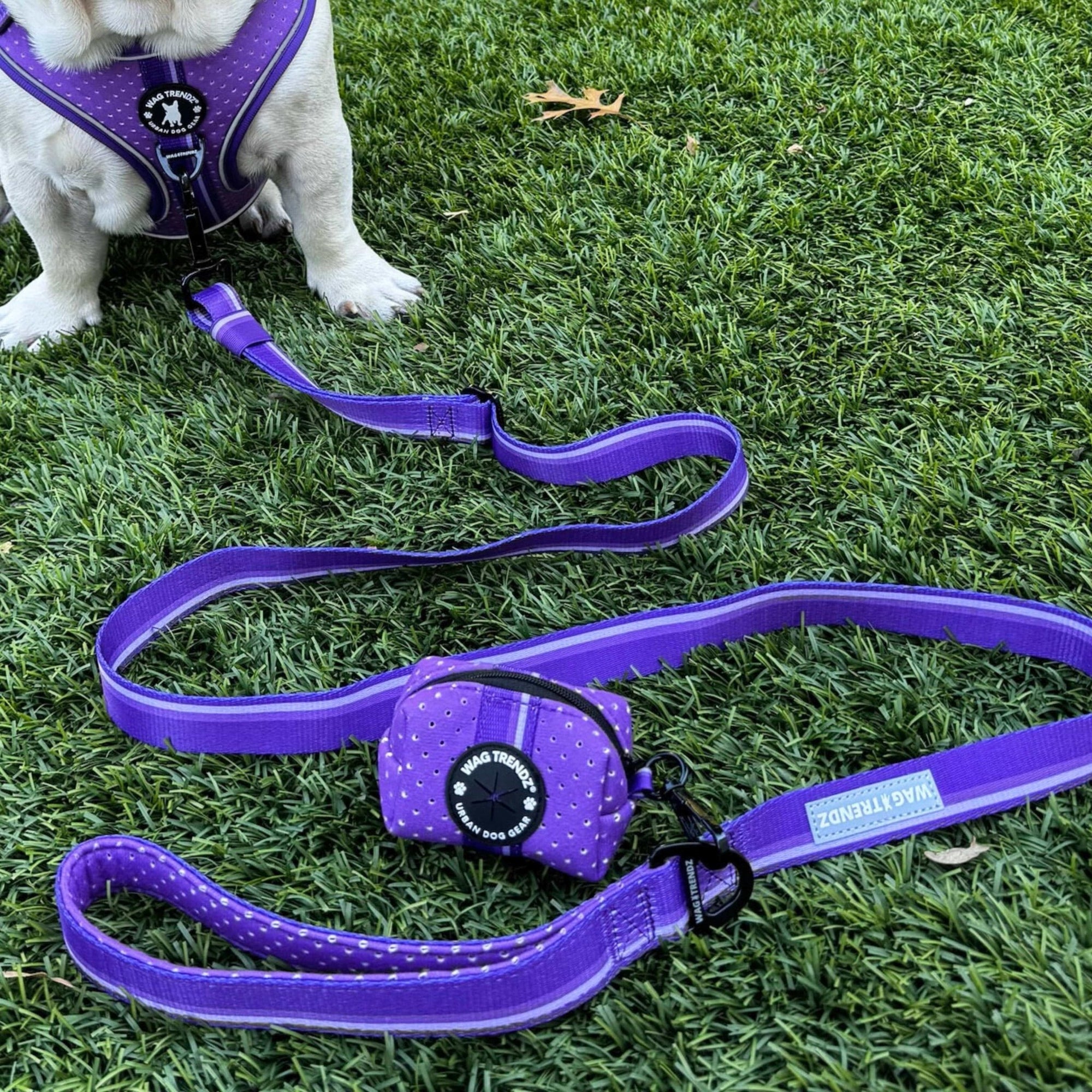 NeoCool Sport Adjustable leash in purple - French Bulldog dog wearing a purple dog harness and a purple leash in a grassy area.