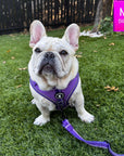 NeoCool Sport Adjustable leash - French Bulldog wearing a purple dog harness with leash attached on grass with a size label in the corner.