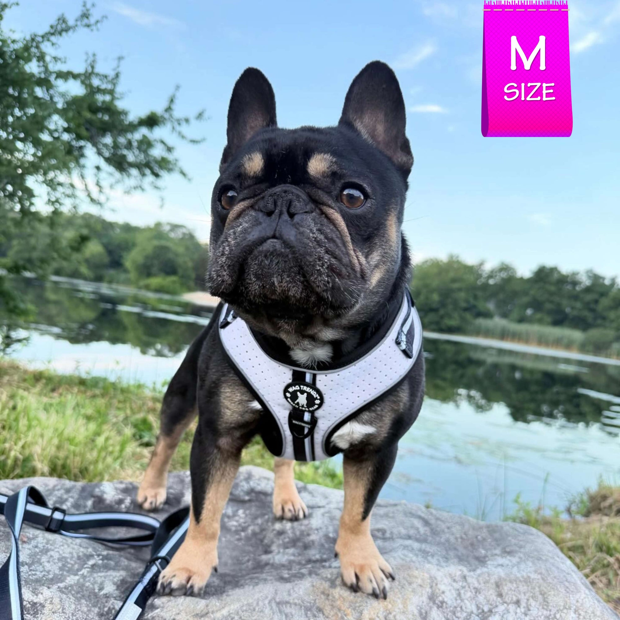 French Bulldog wearing a white harness with adjustable leash on a rock with a lake and trees in the background