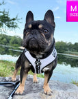 French Bulldog wearing a white harness with adjustable leash on a rock with a lake and trees in the background