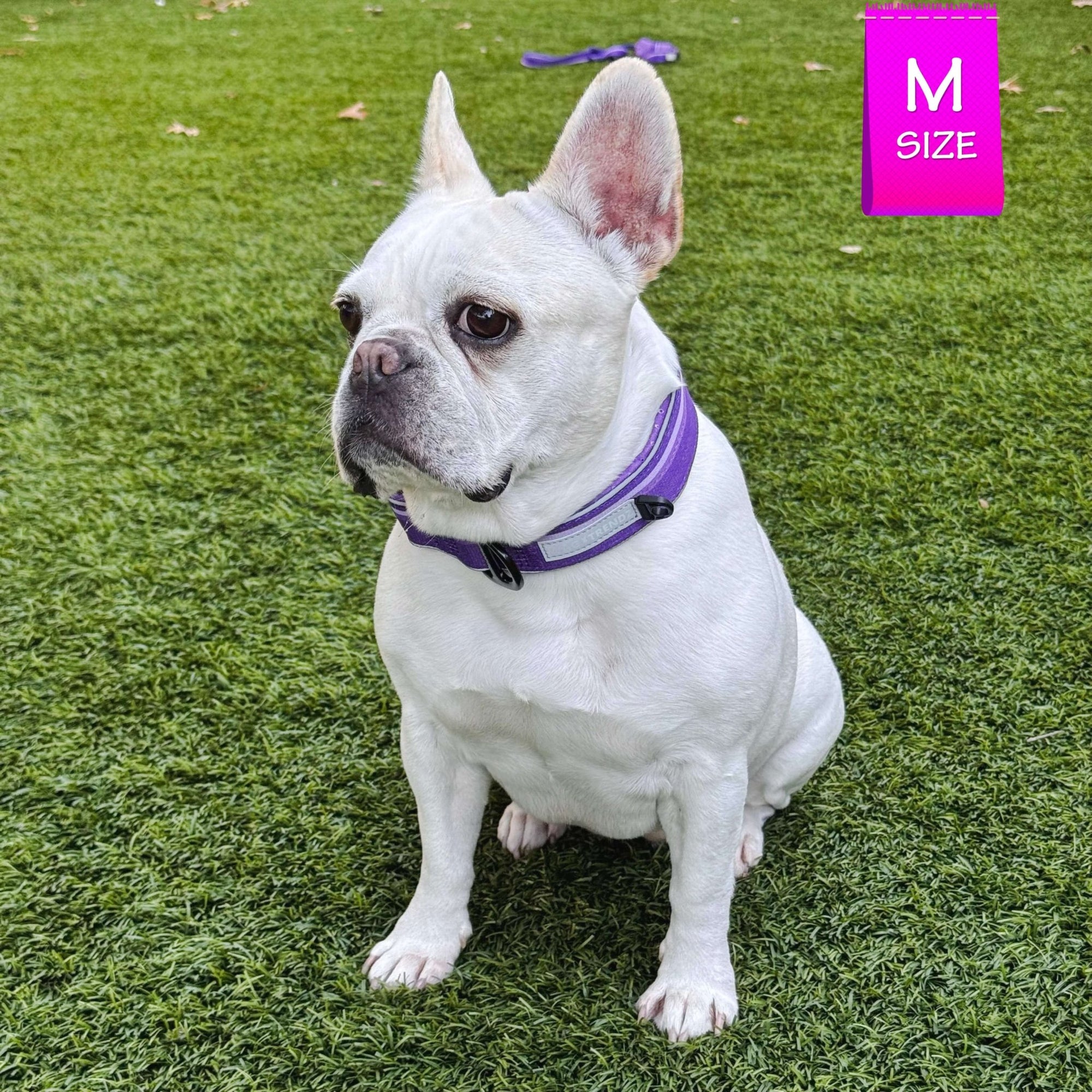 NeoCool™ Sport Reflective Dog Collar in Purple worn by French Bulldog on grass with 'M SIZE' label.