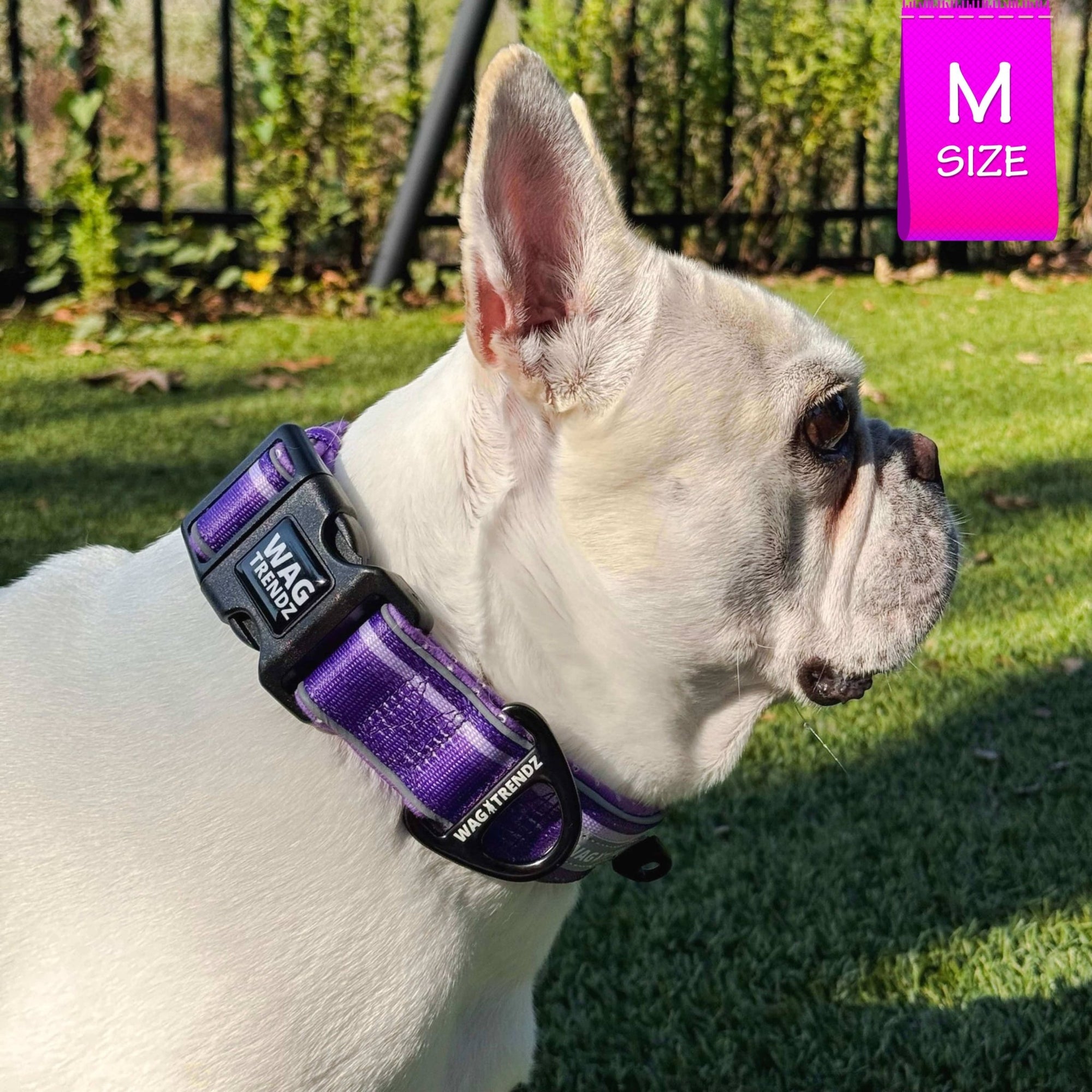 NeoCool™ Sport Reflective Dog Collar in Purple worn by a French Bulldog with &#39;Wag Trendz&#39; branding on grass.
