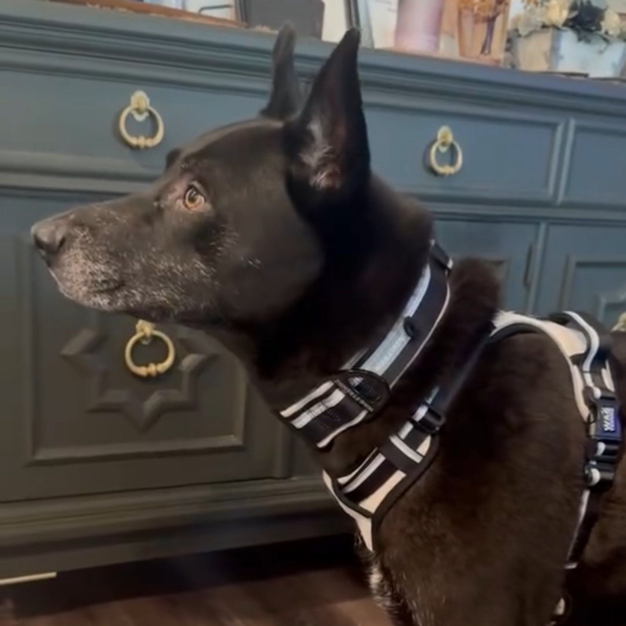 NeoCool™ Sport Dog Collar – Reflective, Breathable Comfort