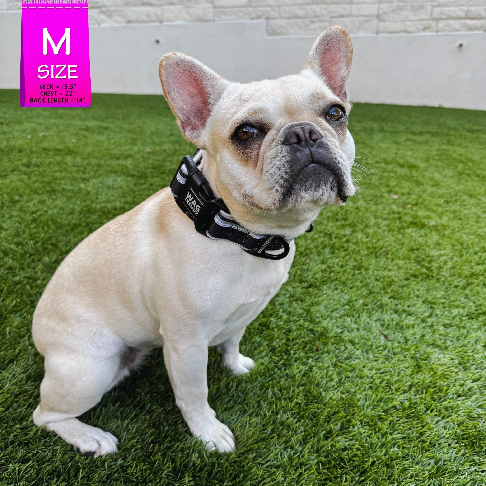 NeoCool™ Sport Dog Collar – Reflective, Breathable Comfort