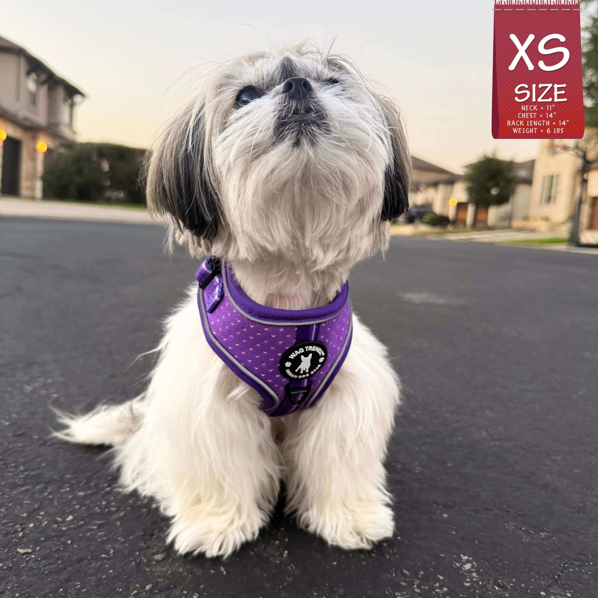 NeoCool Sport Dog Harness in Purple worn by Small dog on the sidewalk
